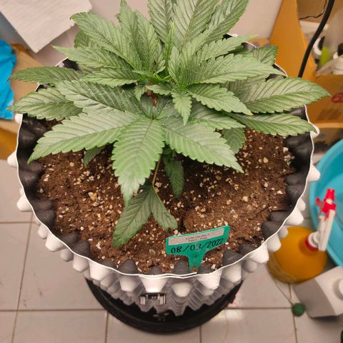 ETHOS By OG LAB growlog timeline photo