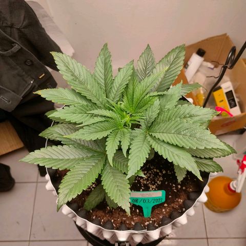 ETHOS By OG LAB growlog timeline photo
