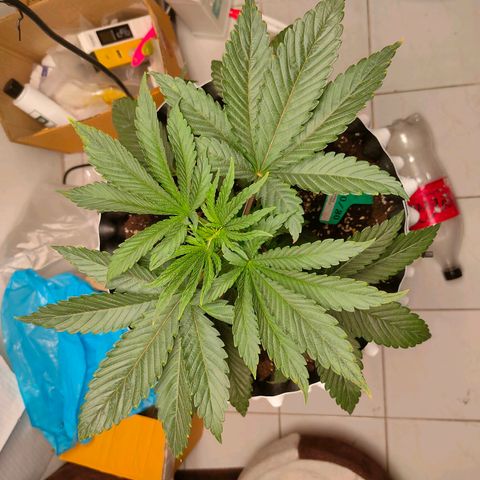 ETHOS By OG LAB growlog timeline photo
