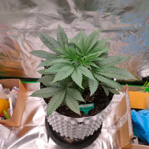ETHOS By OG LAB growlog timeline photo