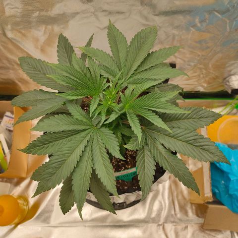 ETHOS By OG LAB growlog timeline photo