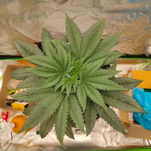 ETHOS By OG LAB growlog timeline photo