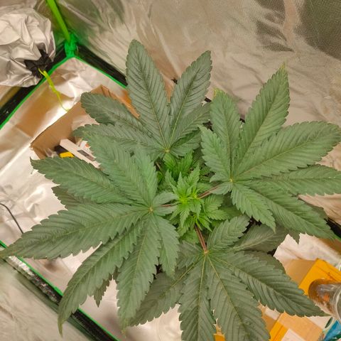 ETHOS By OG LAB growlog timeline photo