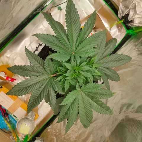 ETHOS By OG LAB growlog timeline photo