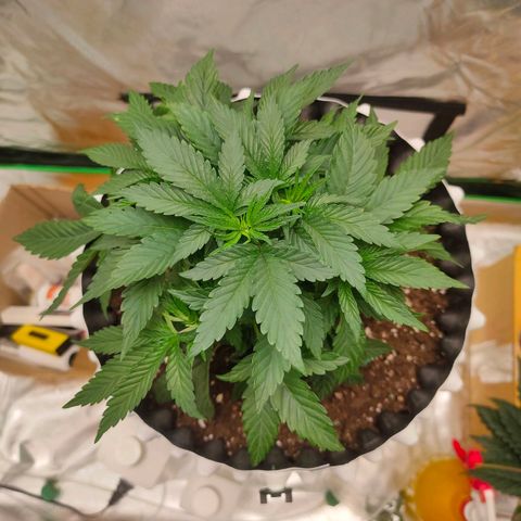 ETHOS By OG LAB growlog timeline photo