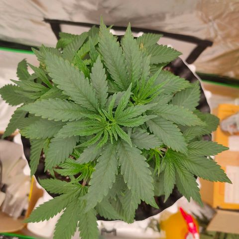 ETHOS By OG LAB growlog timeline photo