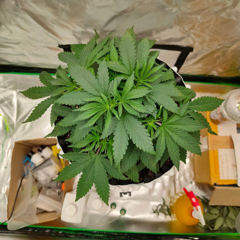 ETHOS By OG LAB growlog timeline photo