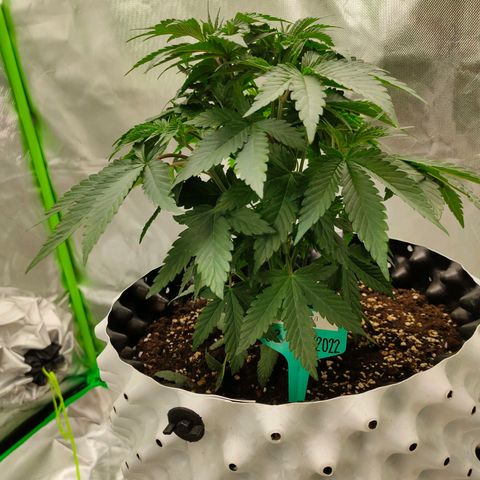ETHOS By OG LAB growlog timeline photo