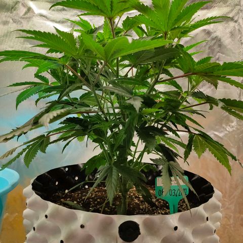 ETHOS By OG LAB growlog timeline photo