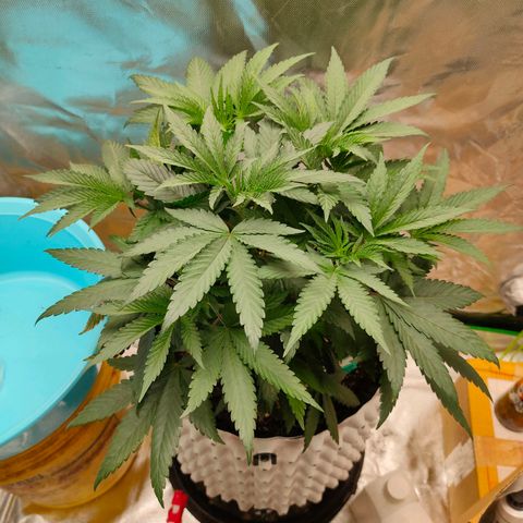 ETHOS By OG LAB growlog timeline photo