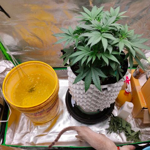 ETHOS By OG LAB growlog timeline photo