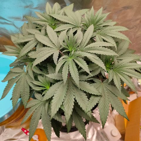 ETHOS By OG LAB growlog timeline photo
