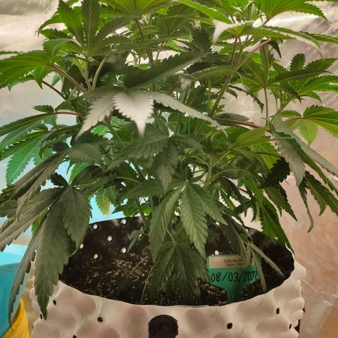 ETHOS By OG LAB growlog timeline photo