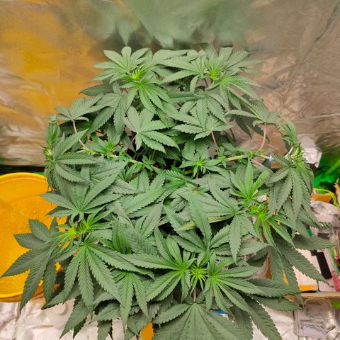 ETHOS By OG LAB growlog timeline photo