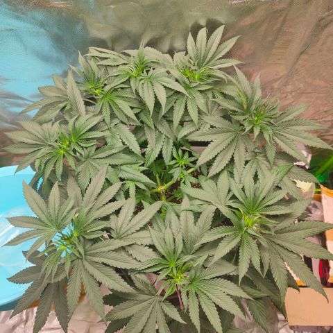 ETHOS By OG LAB growlog timeline photo