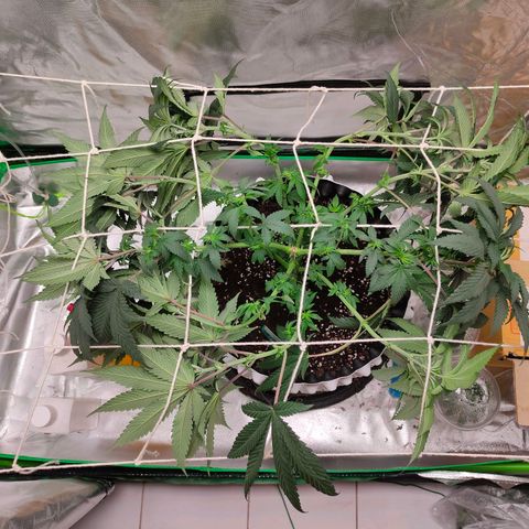 ETHOS By OG LAB growlog timeline photo