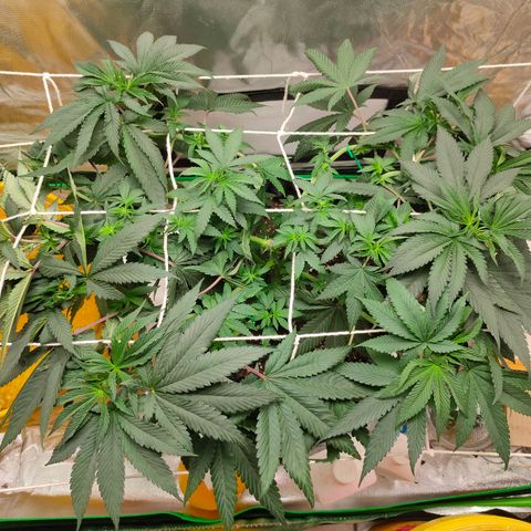ETHOS By OG LAB growlog timeline photo