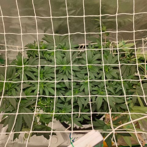 ETHOS By OG LAB growlog photo: อีก2วีคเจอกันทำดอก💮🌸💐🍄