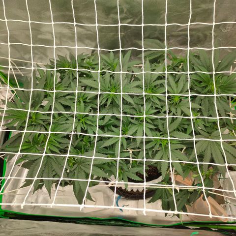 ETHOS By OG LAB growlog timeline photo