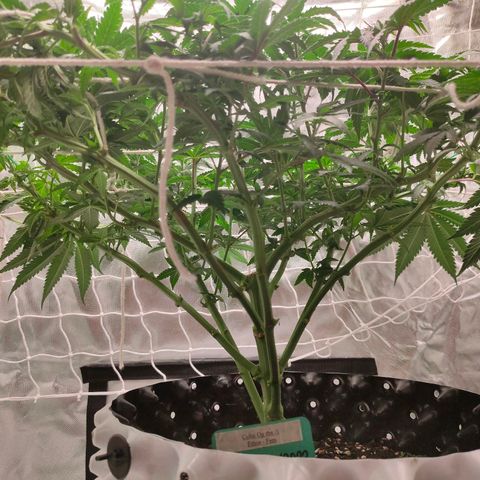 ETHOS By OG LAB growlog photo: มั่วไปเลยสิครับ🤣