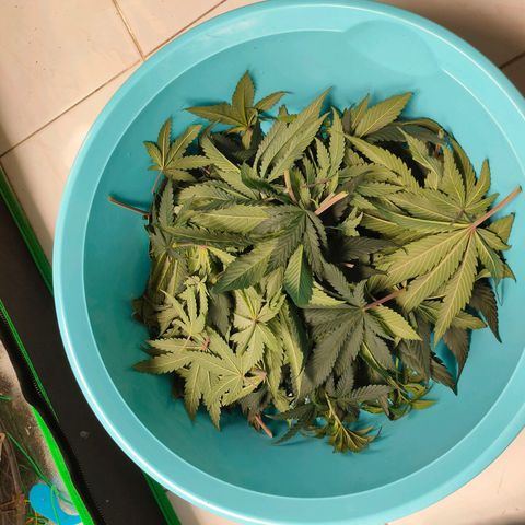 ETHOS By OG LAB growlog photo: มั่วไปเลยสิครับ🤣