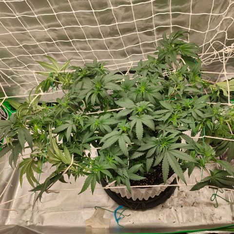 ETHOS By OG LAB growlog photo: มั่วไปเลยสิครับ🤣