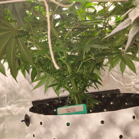 ETHOS By OG LAB growlog timeline photo