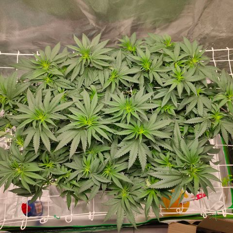 ETHOS By OG LAB growlog timeline photo