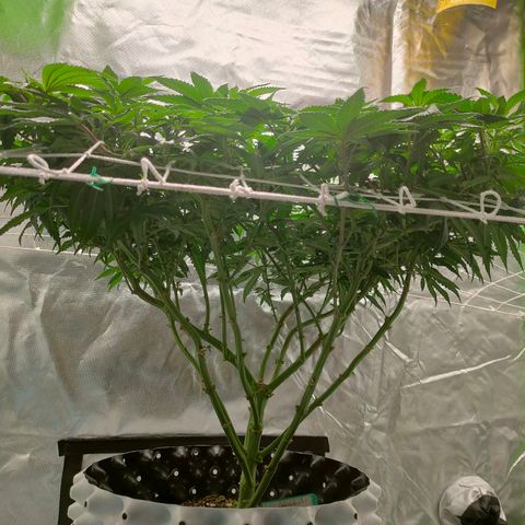 ETHOS By OG LAB growlog timeline photo