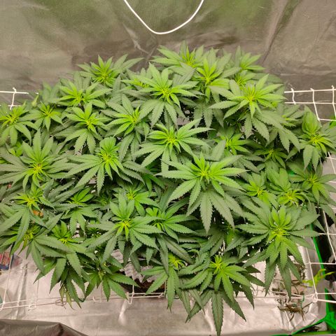 ETHOS By OG LAB growlog photo: 12/12 Day5 