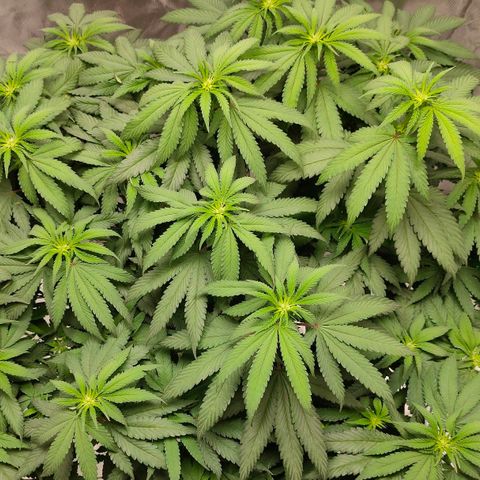 ETHOS By OG LAB growlog timeline photo