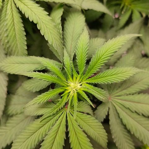 ETHOS By OG LAB growlog timeline photo