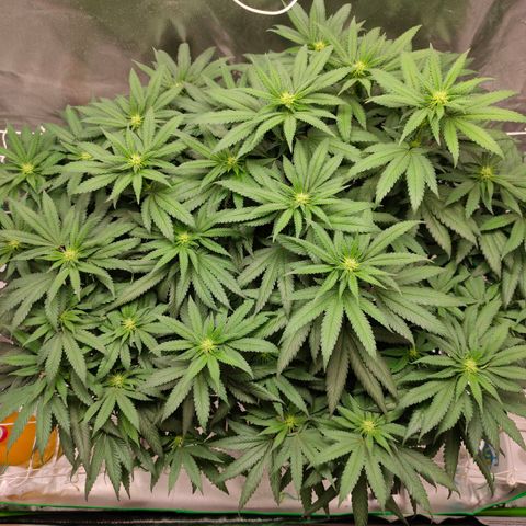 ETHOS By OG LAB growlog timeline photo