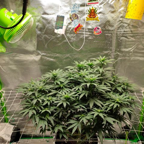 ETHOS By OG LAB growlog timeline photo