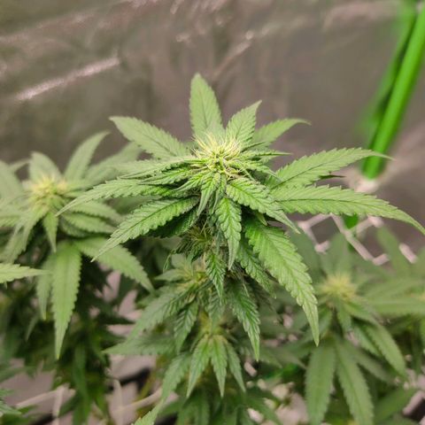 ETHOS By OG LAB growlog timeline photo