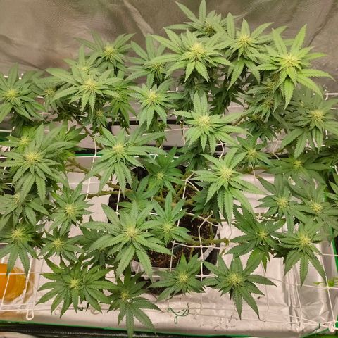 ETHOS By OG LAB growlog timeline photo