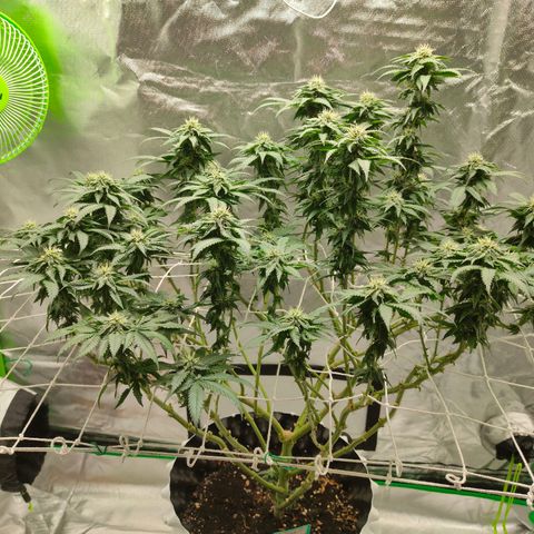 ETHOS By OG LAB growlog timeline photo