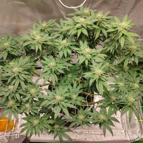 ETHOS By OG LAB growlog timeline photo