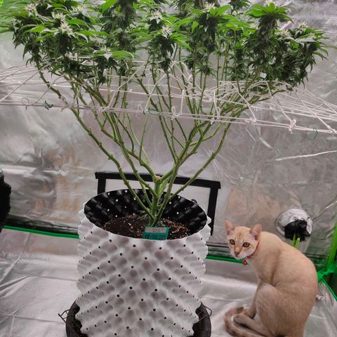 ETHOS By OG LAB growlog timeline photo