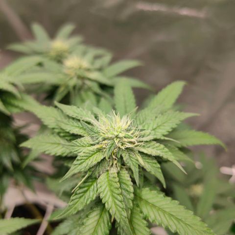 ETHOS By OG LAB growlog timeline photo
