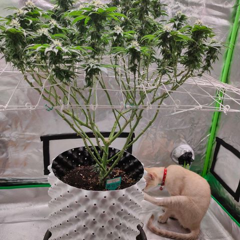 ETHOS By OG LAB growlog timeline photo
