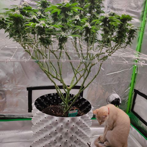 ETHOS By OG LAB growlog timeline photo