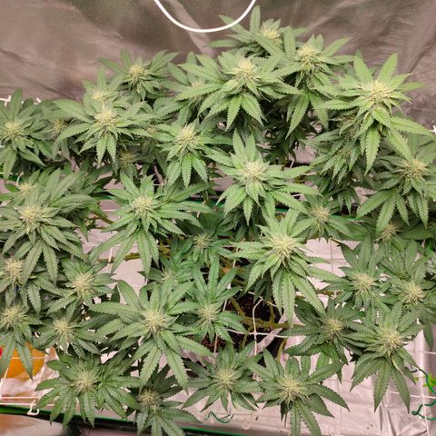 ETHOS By OG LAB growlog timeline photo