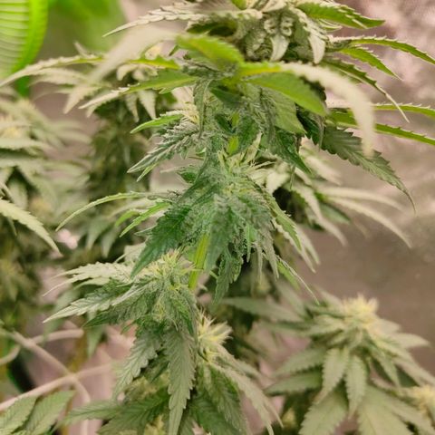 ETHOS By OG LAB growlog timeline photo