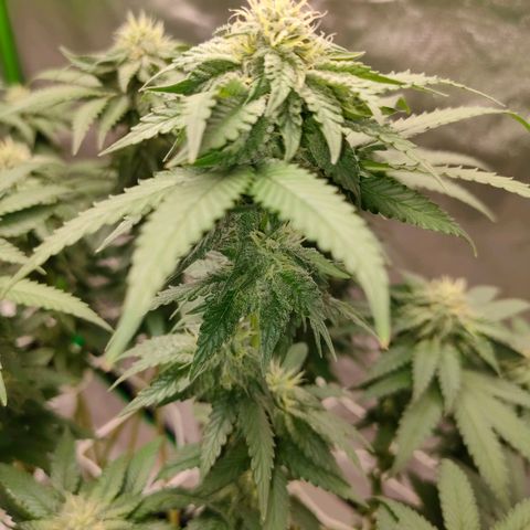 ETHOS By OG LAB growlog timeline photo