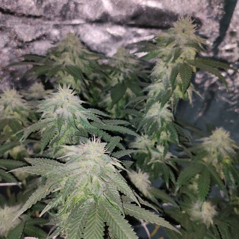 ETHOS By OG LAB growlog timeline photo