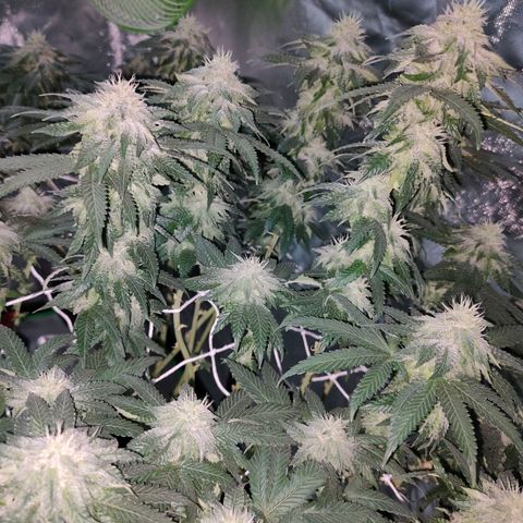 ETHOS By OG LAB growlog timeline photo