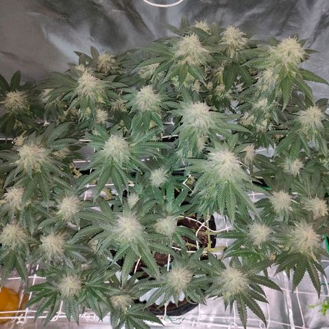 ETHOS By OG LAB growlog timeline photo
