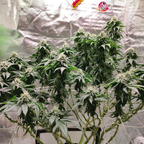 ETHOS By OG LAB growlog timeline photo