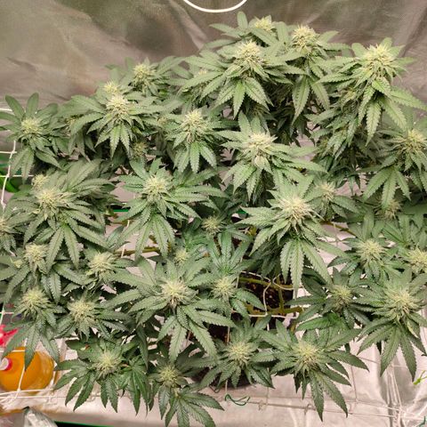 ETHOS By OG LAB growlog timeline photo
